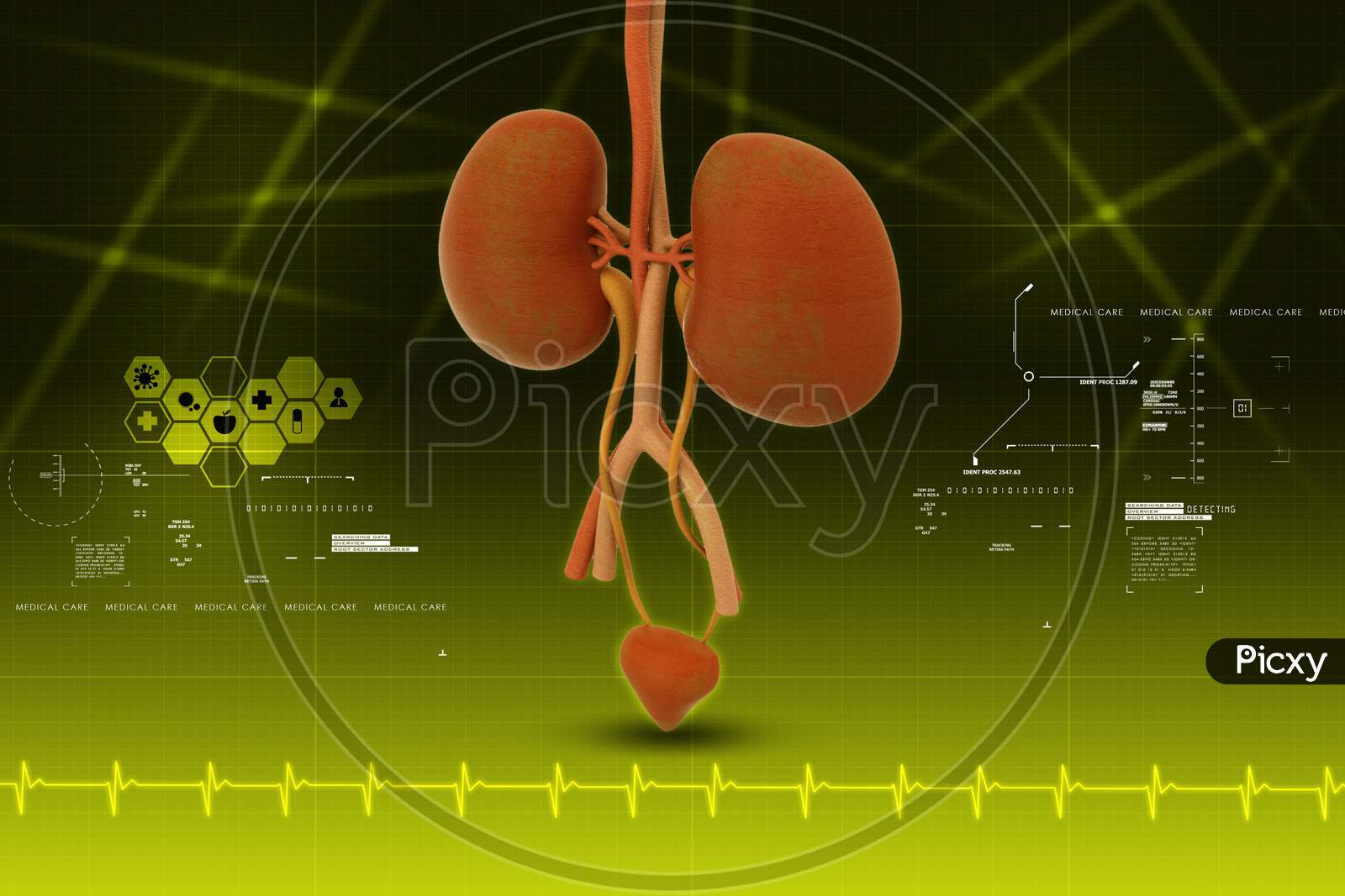 pair-of-human-kidneys-with-blood-vessels-the-main-organ-of-the-urinary