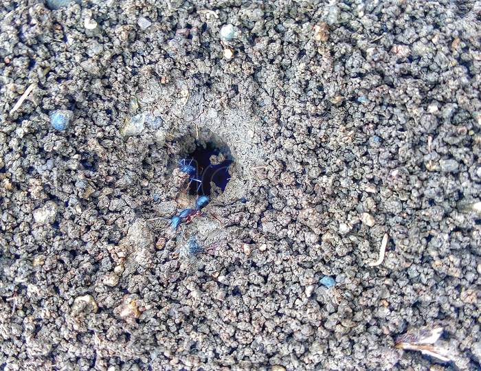 Ants home