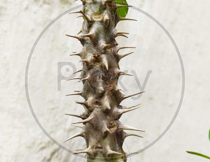 selective focus on crown of thorns branch (Euphorbia milii) in white background, Christ plant, or Christ thorn, called Corona de Cristo in Latin America. selective focus and blurred background