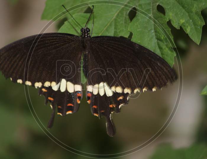 black colorful butterfly resting on a green leaf