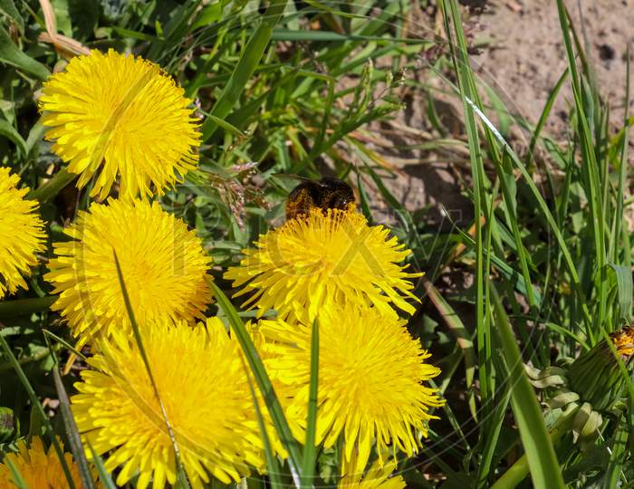 Insects And Bumblebees On Yellow Dandelion Flowers During Springtime On A Sunny Day