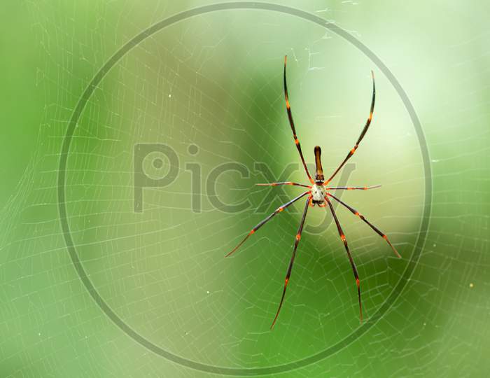 spider in its net