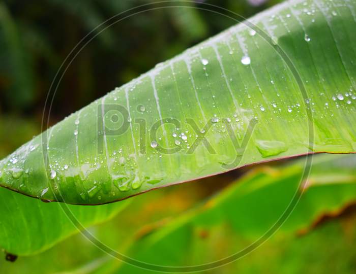 Banana leaf Wallpaper
