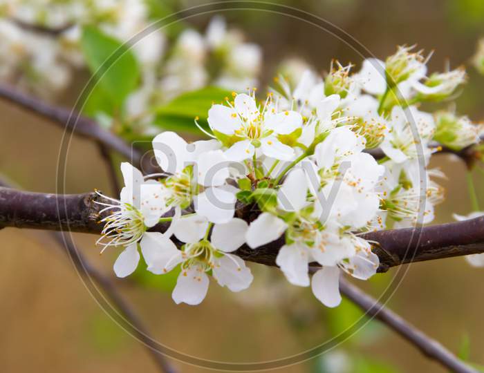 White Flowered Branch Of Plum In Spring