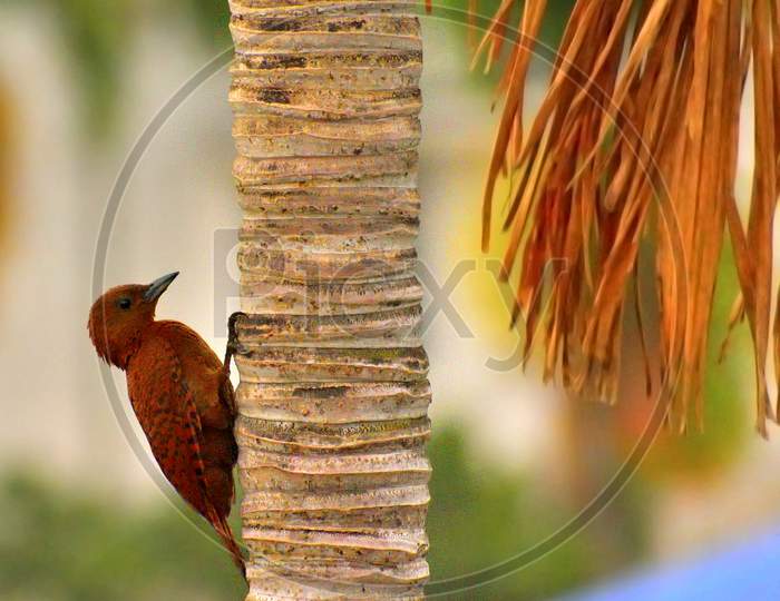 Rufous woodpecker on betel tree
