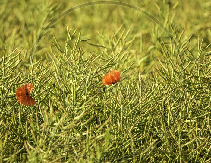 Field Poppies
