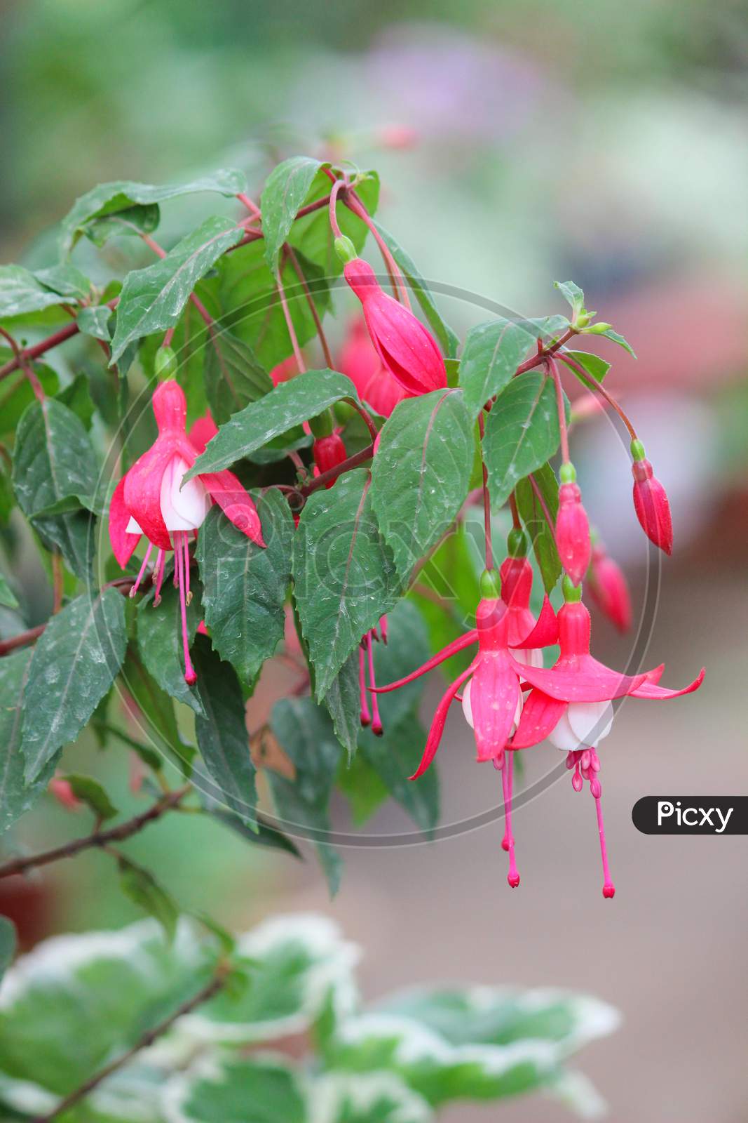 Fresh Red Fuchsia flowers in Ooty/India.