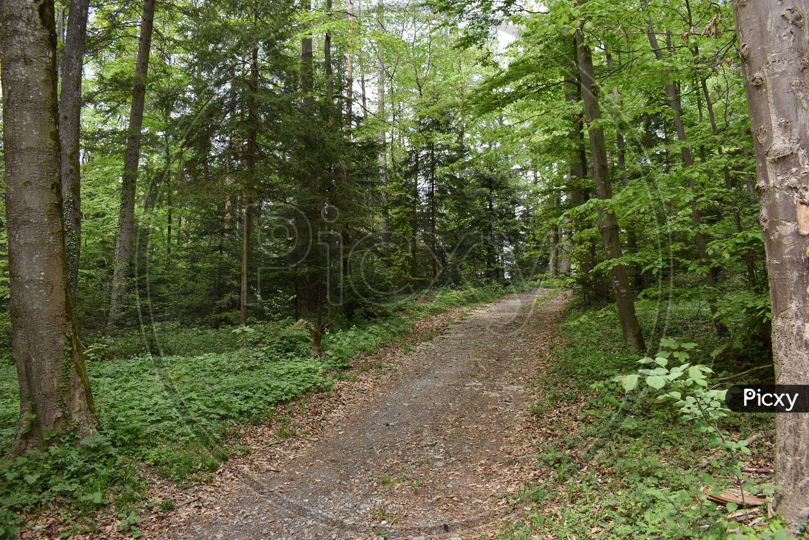 Forest in Liechtenstein 24.4.2020
