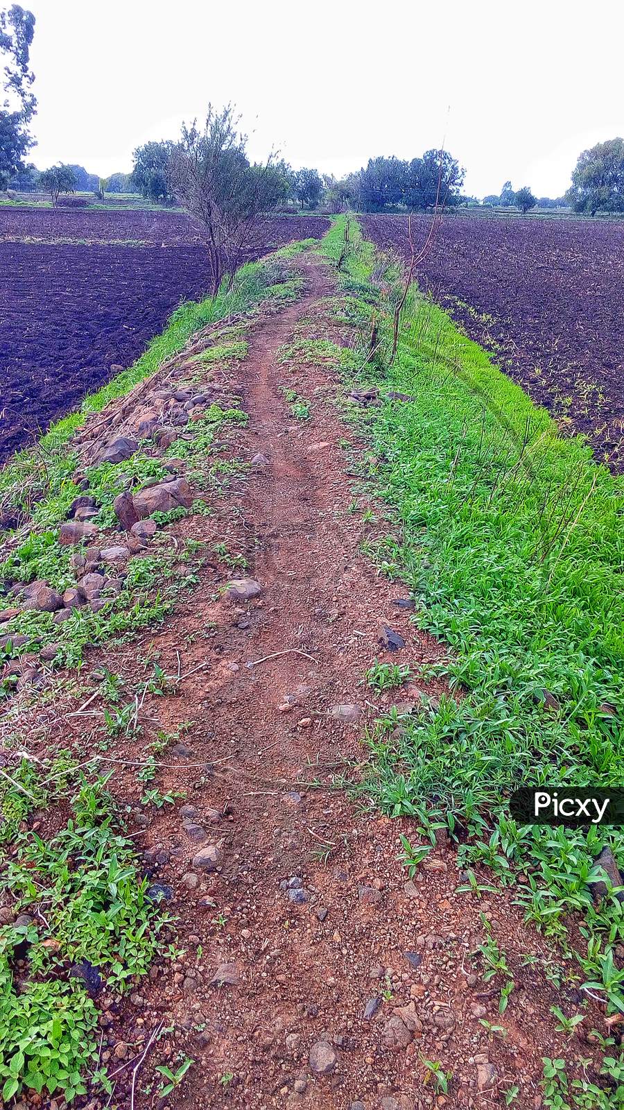 road for walking in farm land