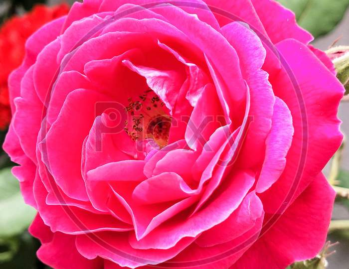 Image Of Beautiful Closeup Of Pink Rose Flower Kw121162 Picxy