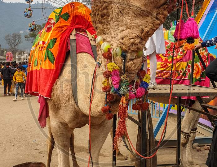 Mandi, Himachal Pradesh / India - February 28 2020: Closeup shot of Rajasthani camel standing in Maha Shivratri fair (mela) in Mandi, Himachal Pradesh, India