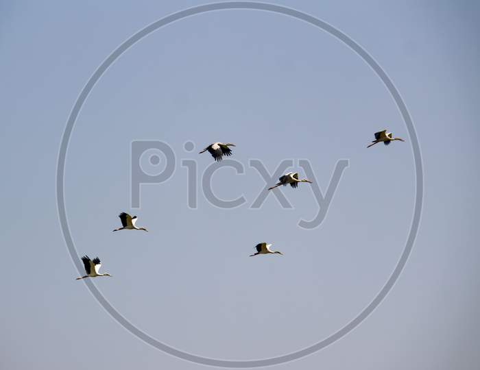 Group Of Stork Flying In Sky