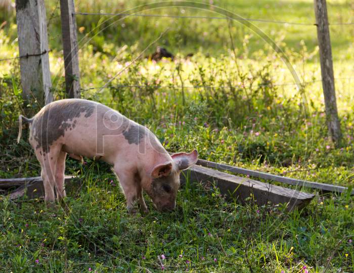 Livestock Of Loose Pigs Walking On The Farm