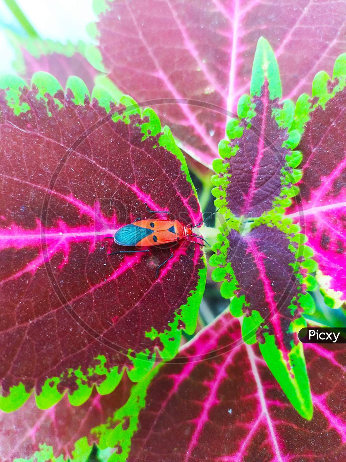 selective focus on Dysdercus cingulatus bug, commonly known as the red cotton stainer. Photographed on the Coleus leaf, the leaf also known as Plectranthus scutellarioides