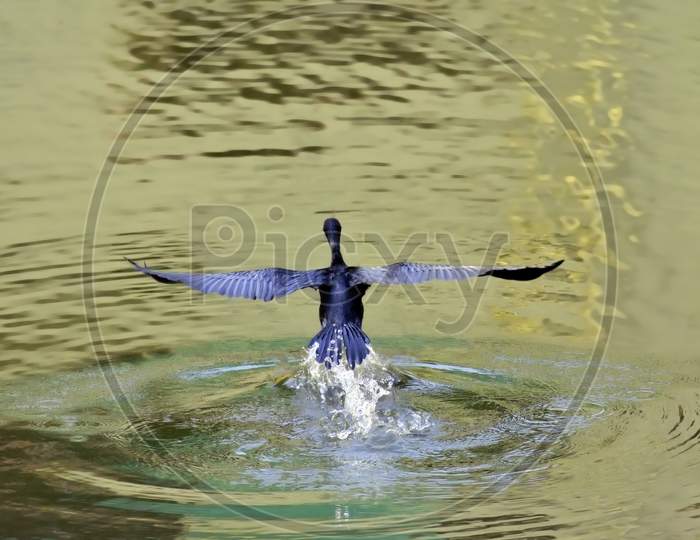 The Cormorant taking off after fishing