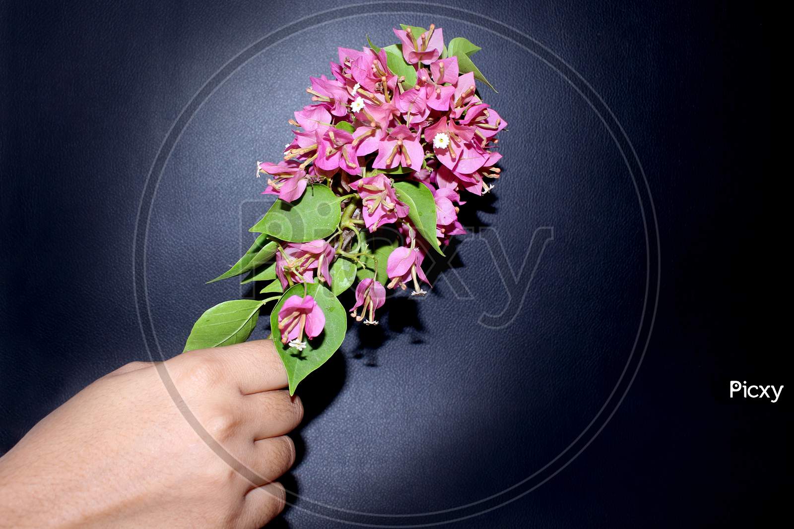 Hand Holding Pink Bougainvillea Flowers