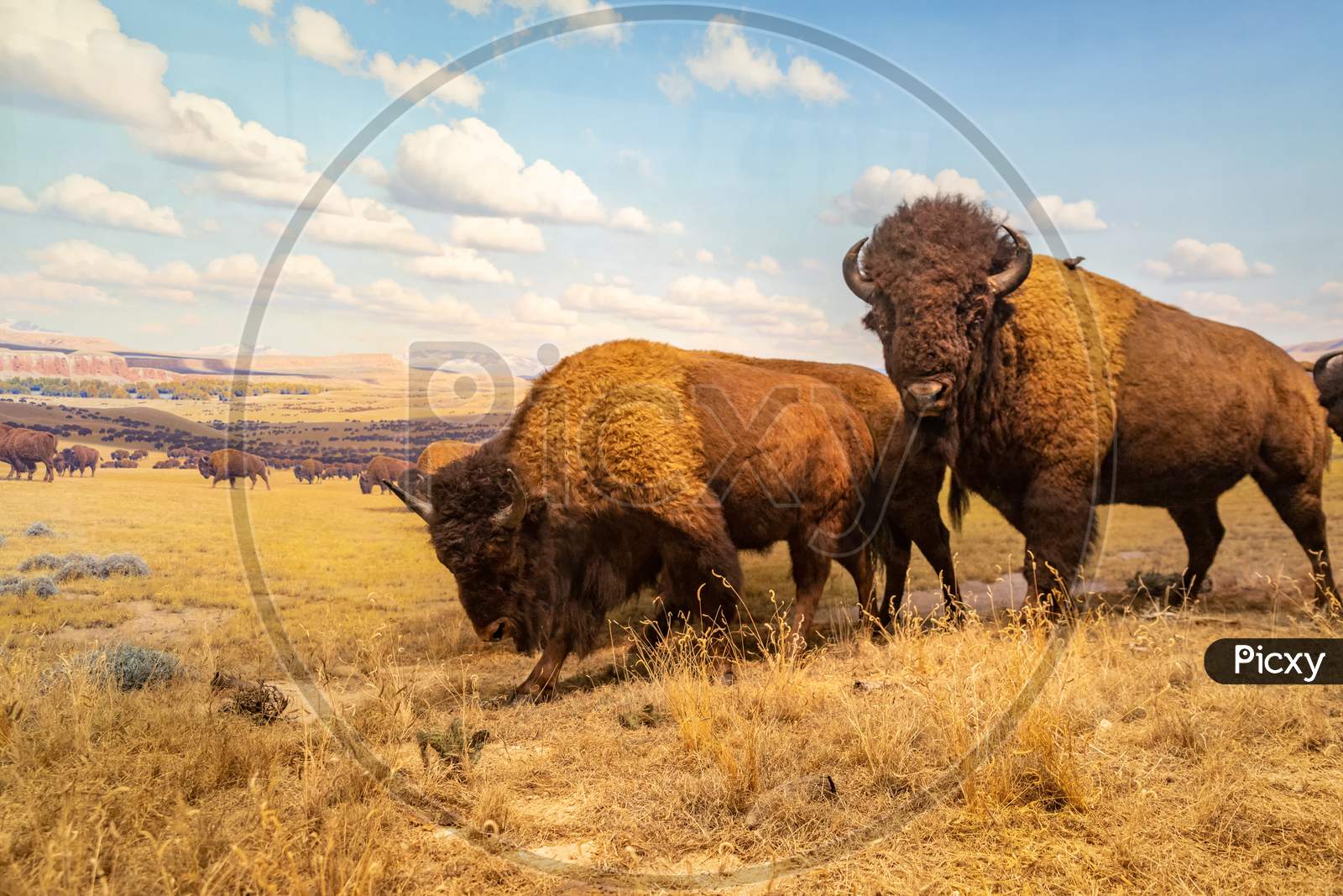 American bison Diorama