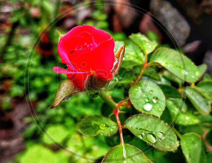 little rose
