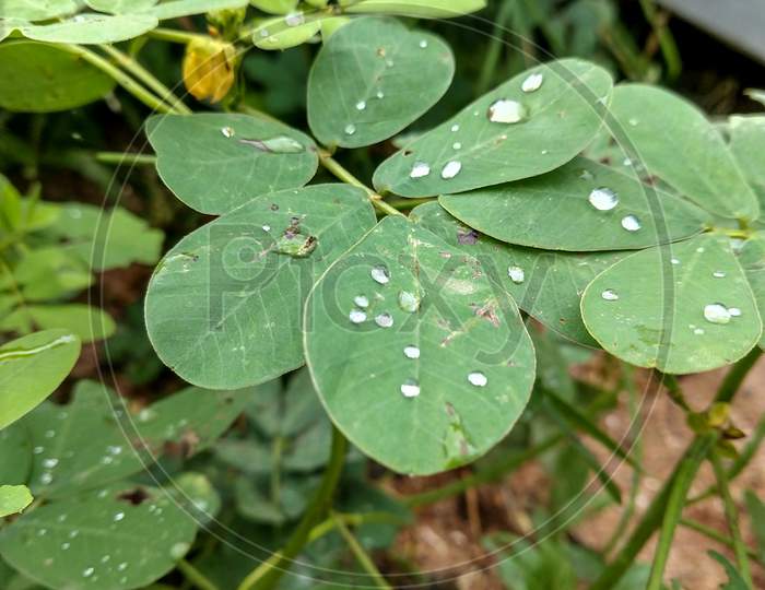 Water Droplets On Senna Tora Leaves In A Garden