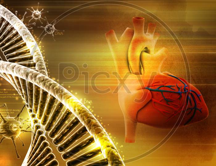 Human Heart And Dna
