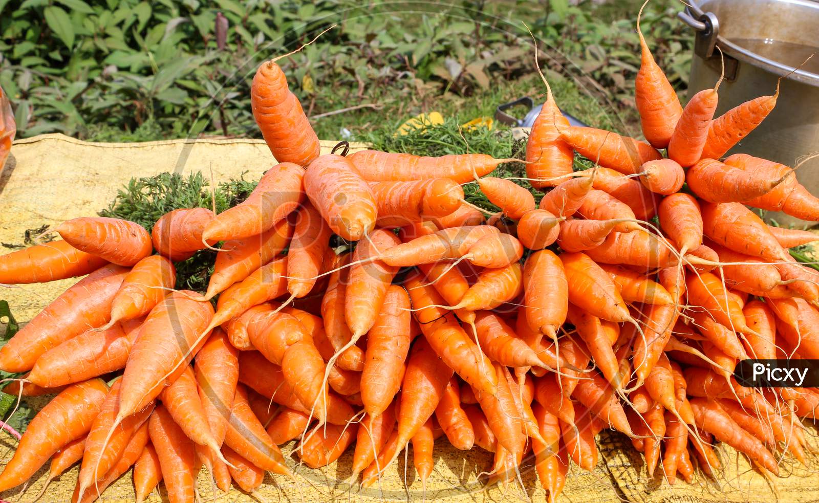 Fresh raw Carrots sold at a street cart in Ooty/India.