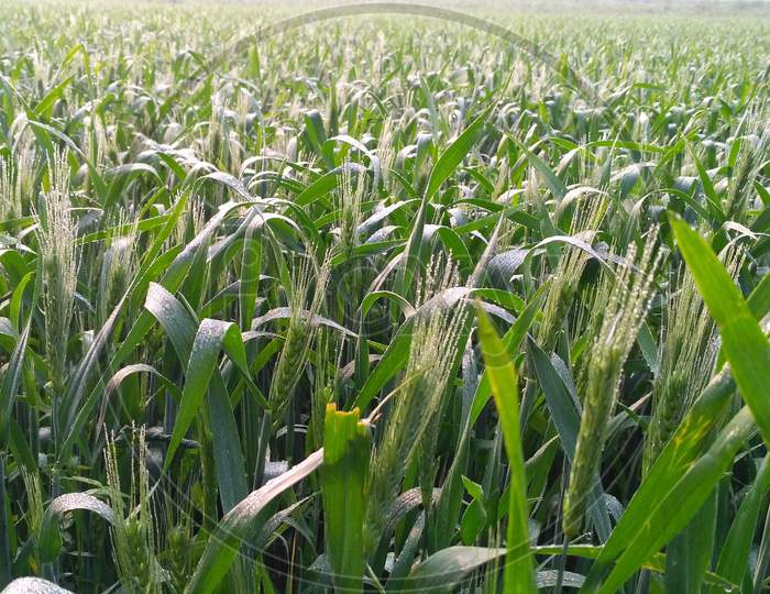 Wheat crop field.