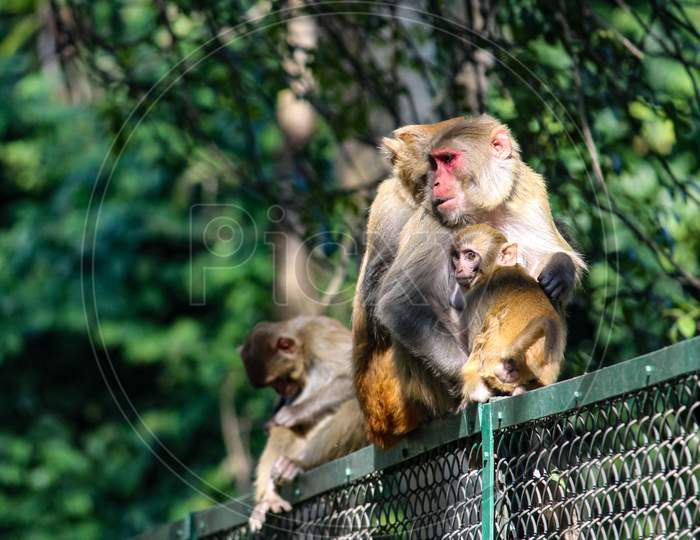 Family Of Monkey Siting On Fence