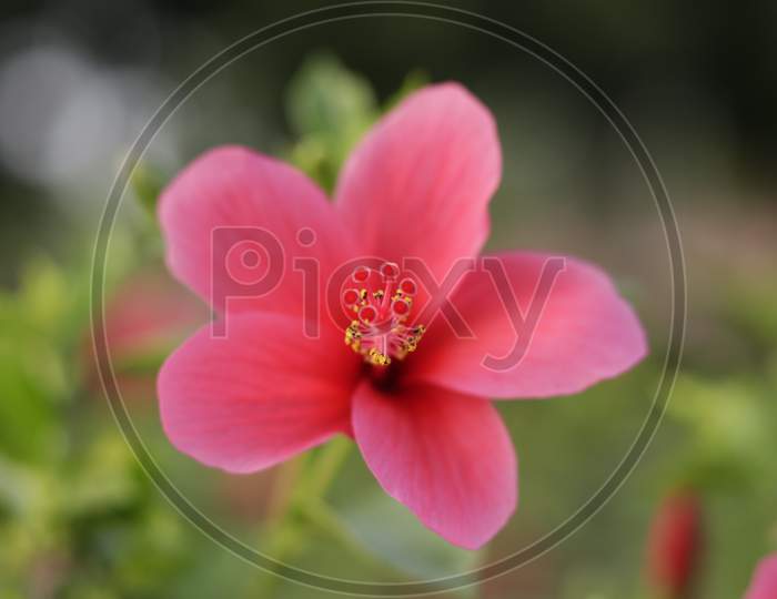 Red hibiscus flowers on a green background that are blooming very beautiful