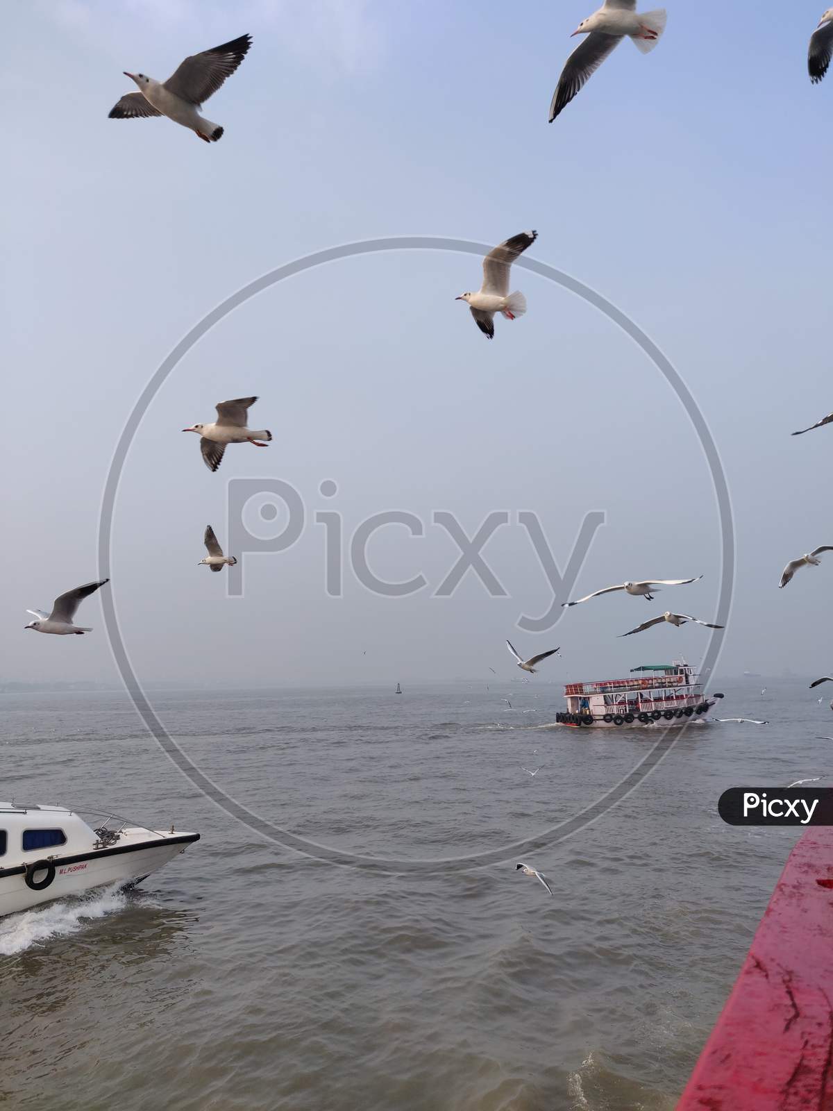Selective focus on Flying Birds over Sea Mumbai