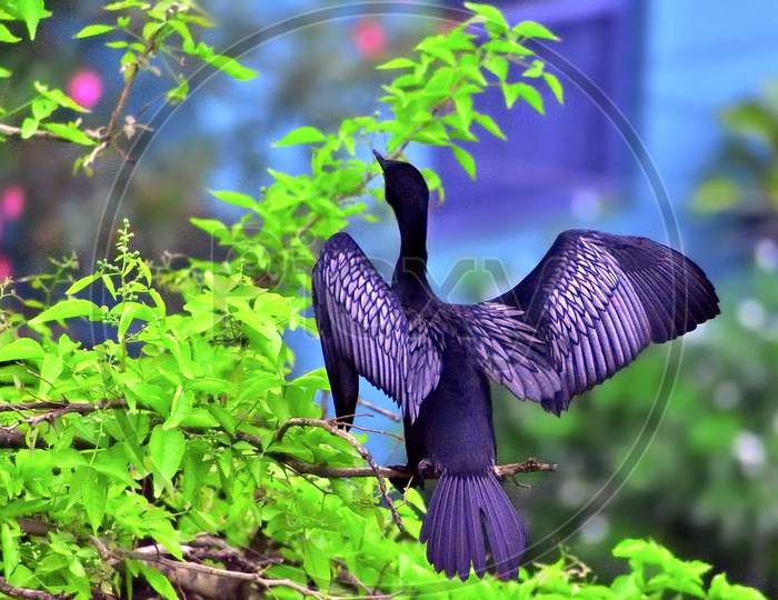The Cormorant Spreading wings