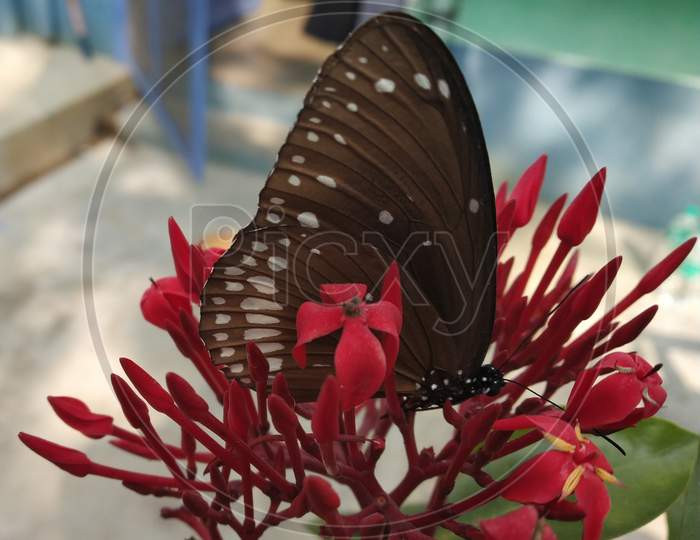 a butterfly resting on a bunch of red flowers