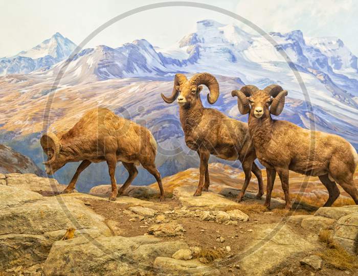 Bighorn Sheep Diorama