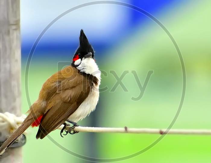 Red whiskered bulbul on a rope
