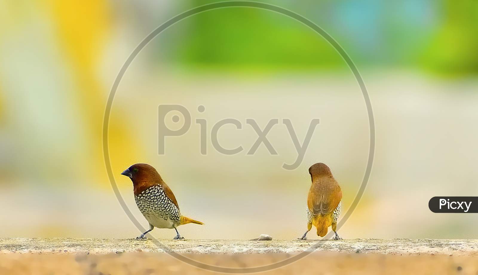 Pair of spotted munia