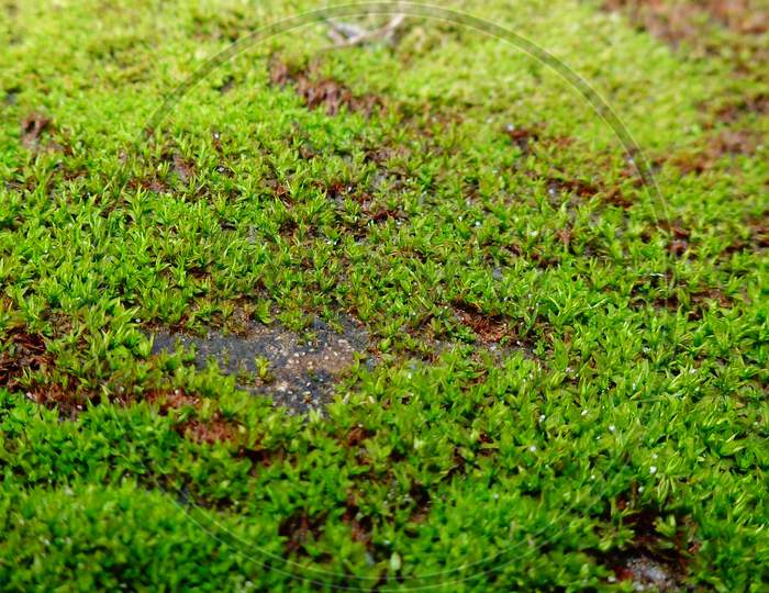Green moss in brick background closeup shot
