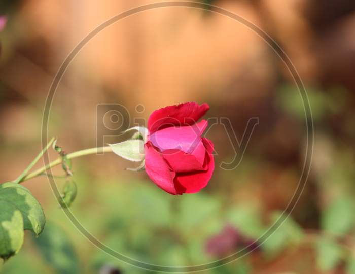 Pink rose in nature on green background