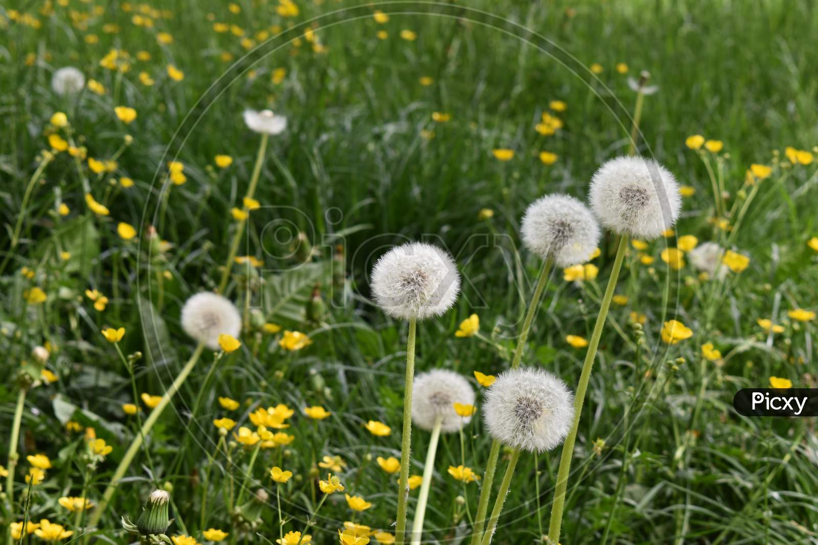 White dandelion in a group are growing on a meadow 24.4.2020