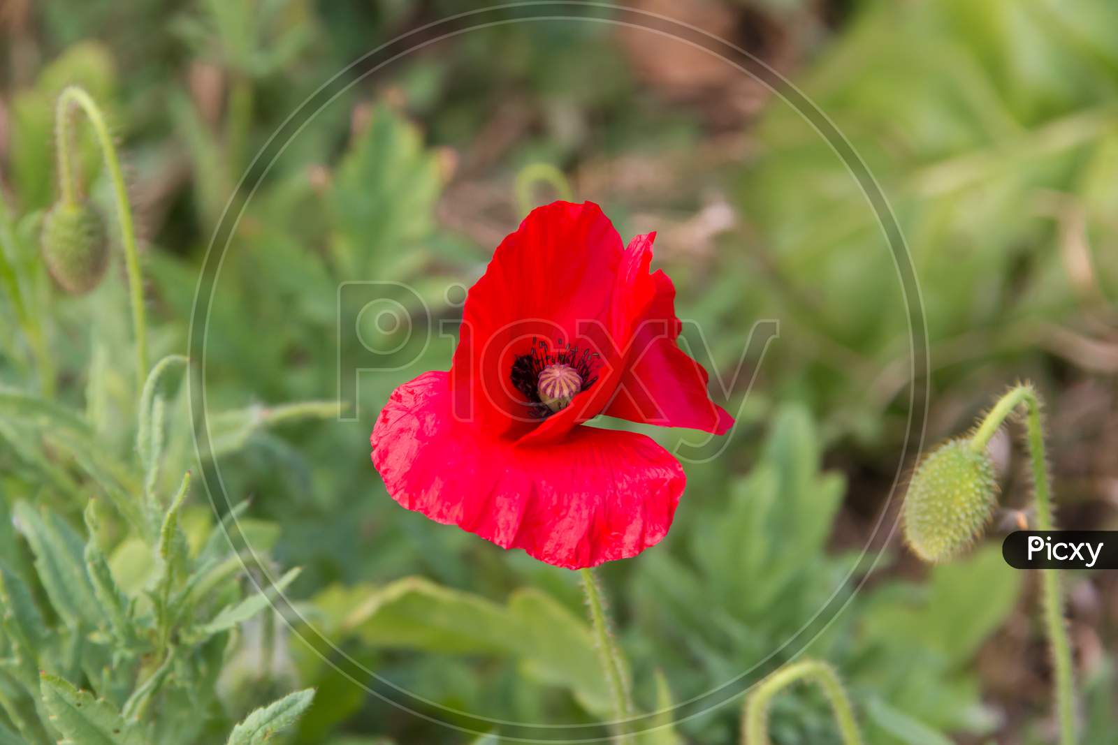 Detail Of The Red Poppy Floret In The Spring
