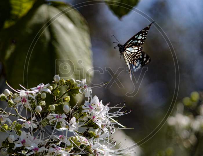 Butterfly Flying Around Flower For Pollination