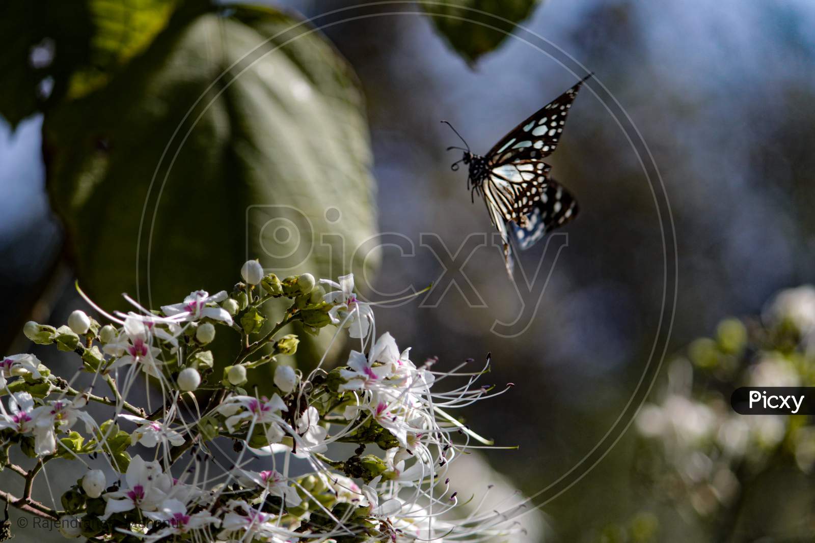 Butterfly Flying Around Flower For Pollination