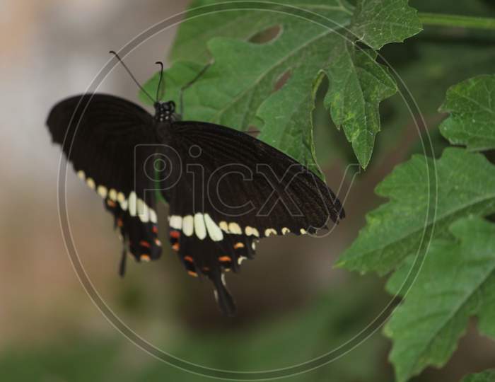 black colorful butterfly resting on a green leaf