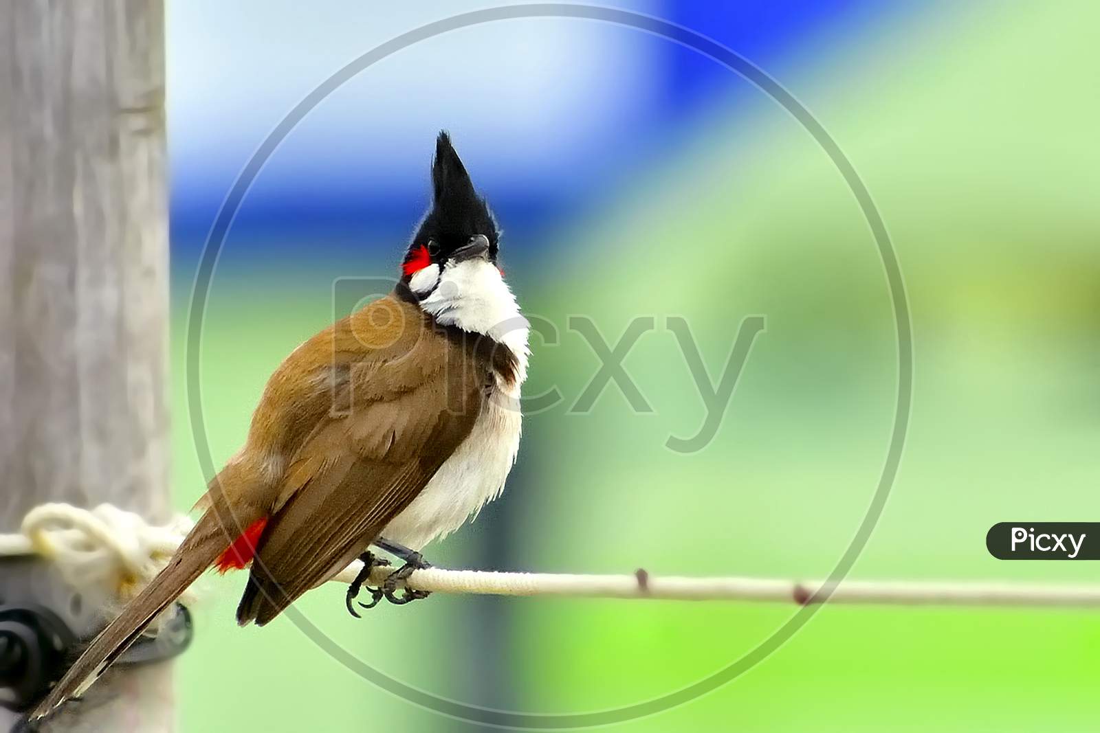 Red whiskered bulbul on a rope