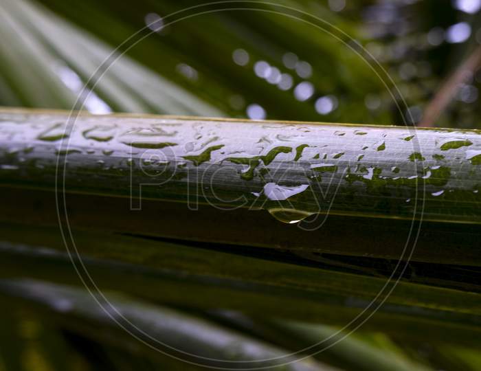 Selective Focus Shot Tropical Palm Leaf With Rain Droplets