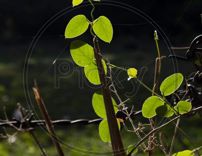 Vertical Shot Of Ficus Pumila In A Barbed Wire