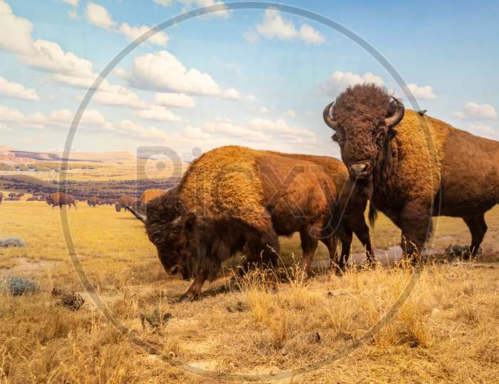 American bison Diorama