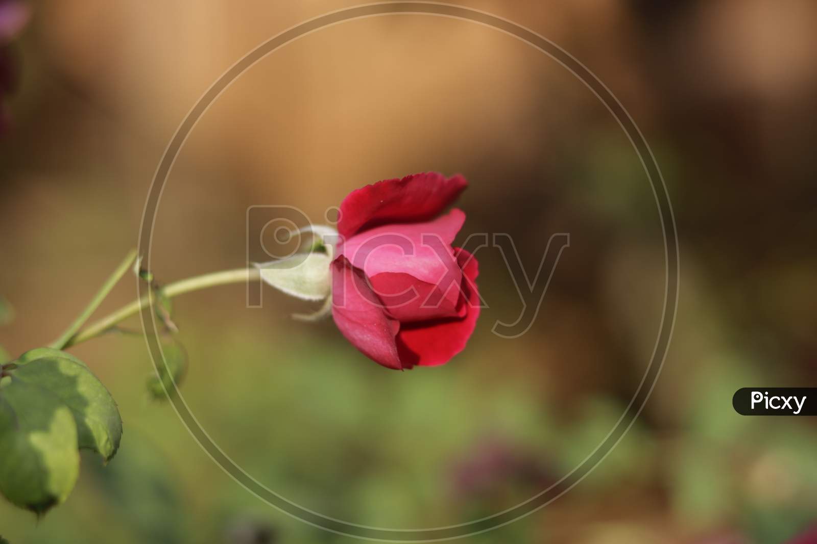 Pink rose in nature on green background
