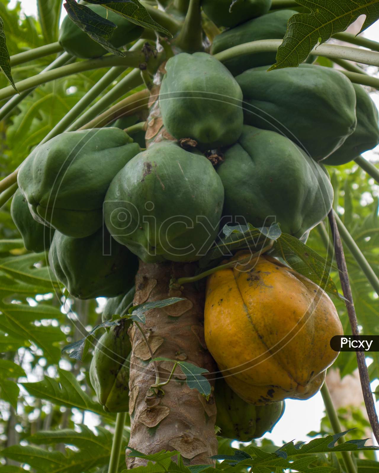 Bunch of papayas hanging on the plant