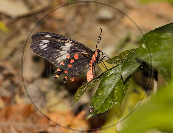 Red Butterfly Siting On Green Hibiscus Leaf