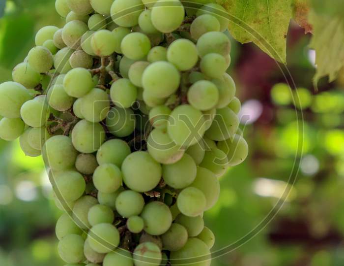 Grapes with leaves on green  background  with close -up
