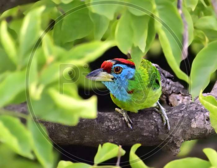 The blue throated barbet with wonderful color on green tree